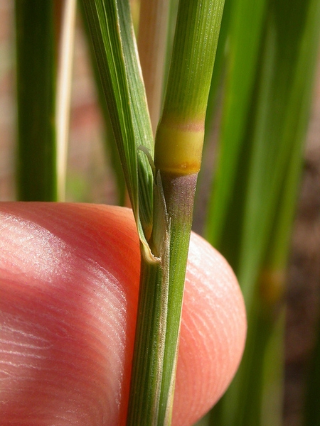 Calamagrostis x acutiflora 'Karl Forester'
