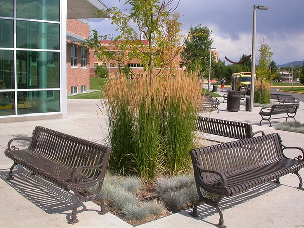 Calamagrostis x acutiflora 'Karl Forester'