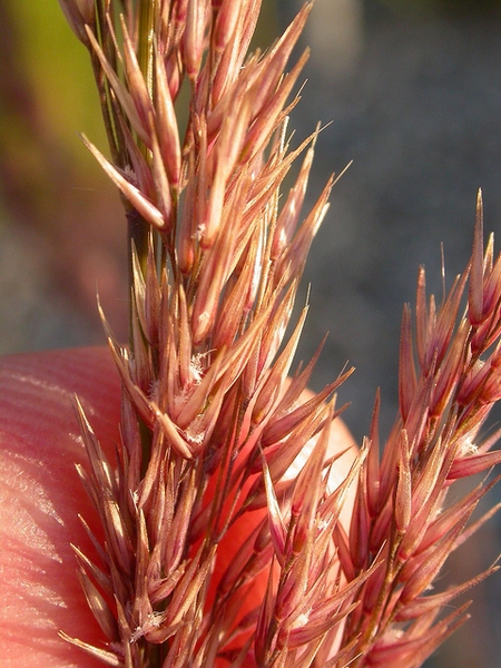Calamagrostis x acutiflora 'Karl Forester'