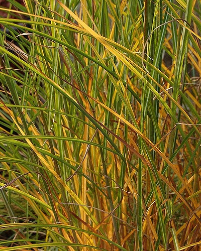 Calamagrostis x acutiflora  'Karl Forester'