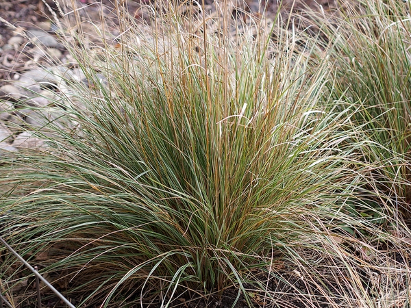 Calamagrostis x acutiflora 'Overdam'
