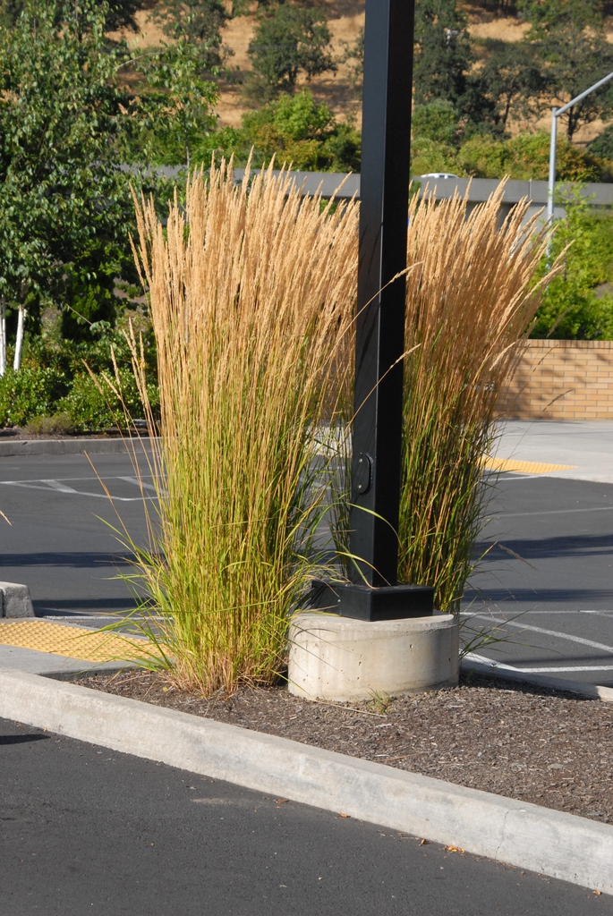 Calamagrostis x acutiflora 'Karl Forester' Form