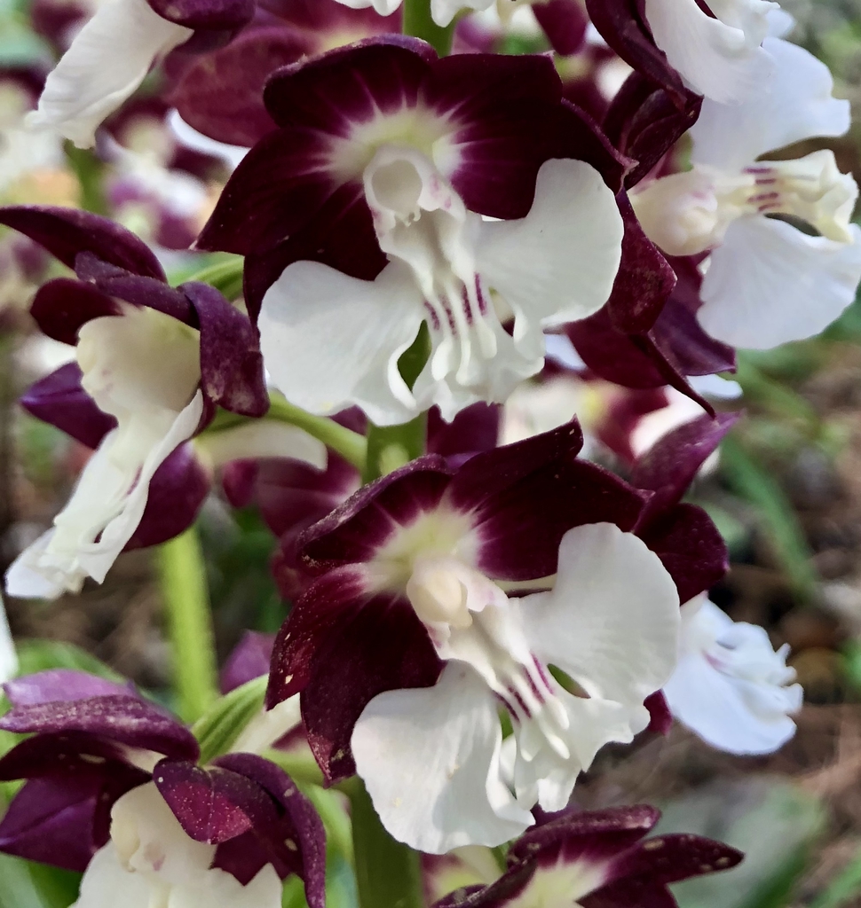 Flower Close Up (Wake County, NC)