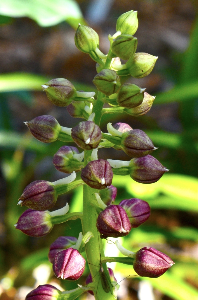 Spike with closed red flower buds