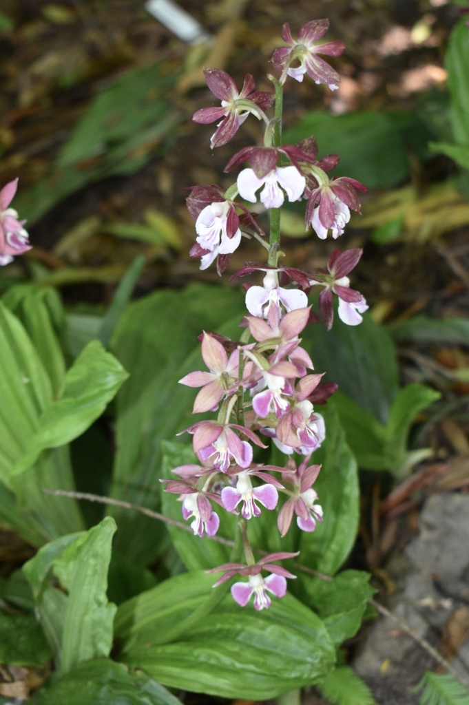 Flowers - April - Wake Co., NC