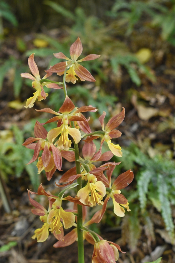 flowers on tall spikes in April