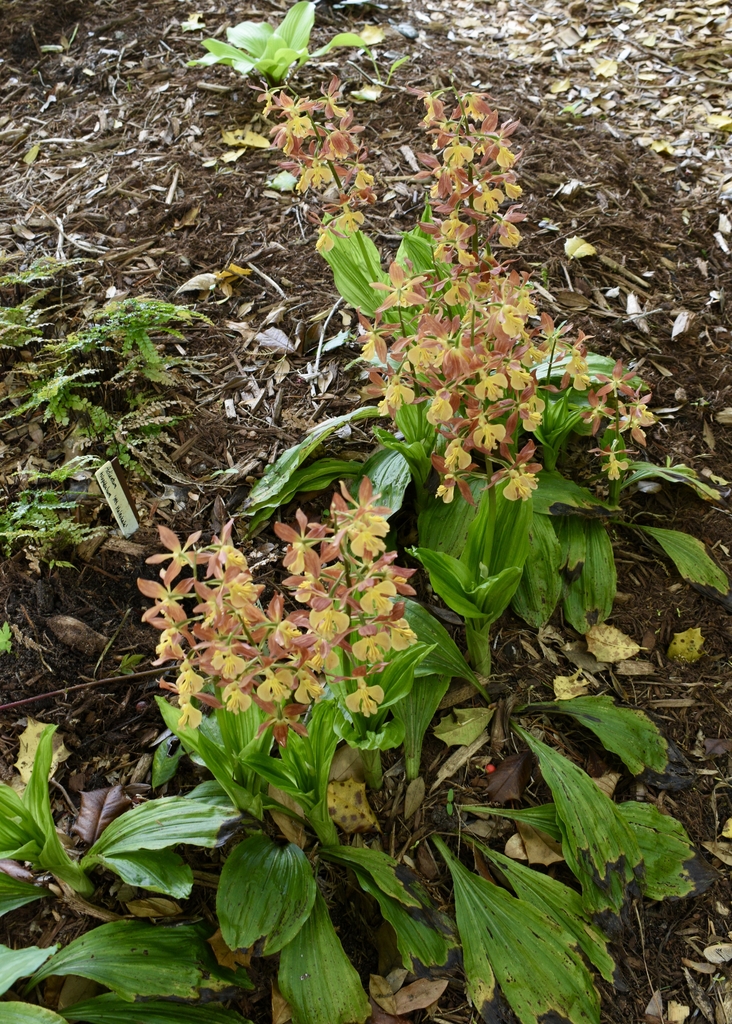 spikes of showy blooms in Mid April
