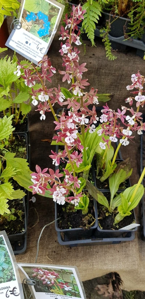 Flowers of C. discolor