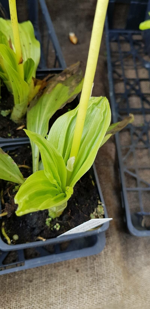 Leaves of C. discolor