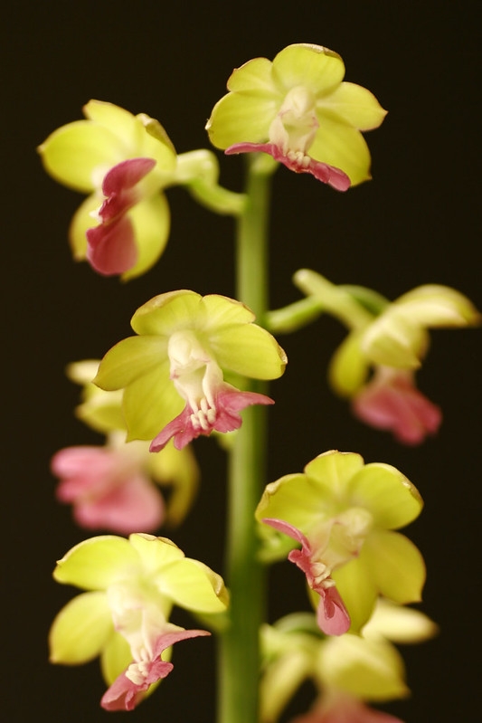 Spike of yellow flowers with red lips