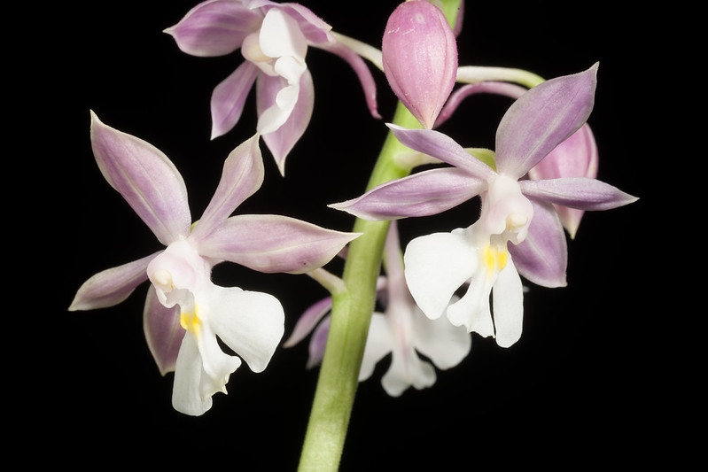 Spike of pale pink flowers with white lips.