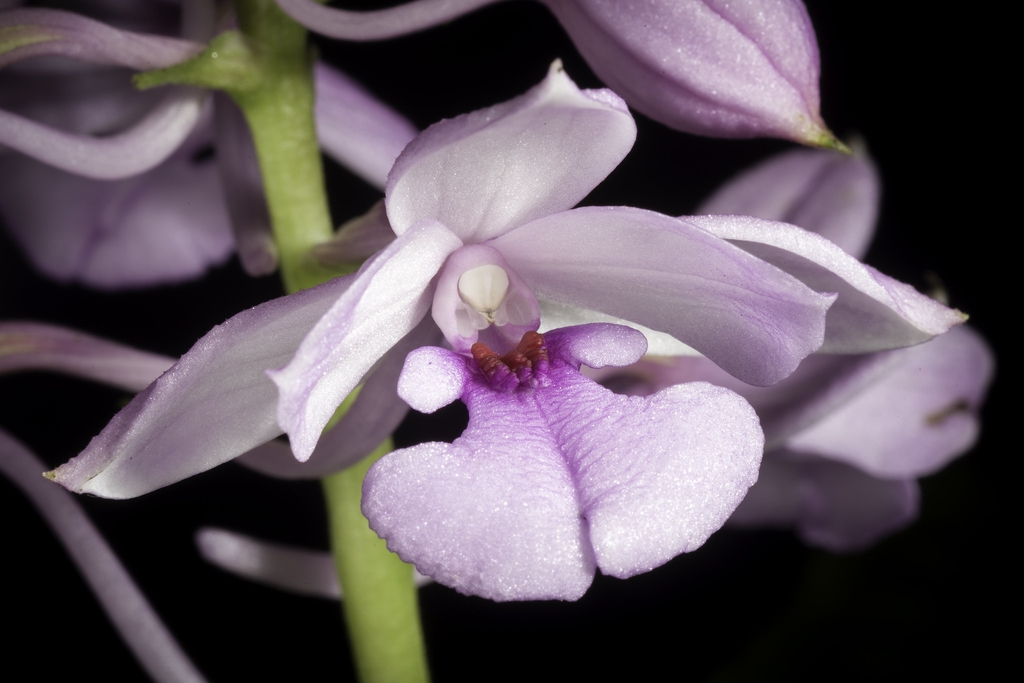 Flower of C. masuca