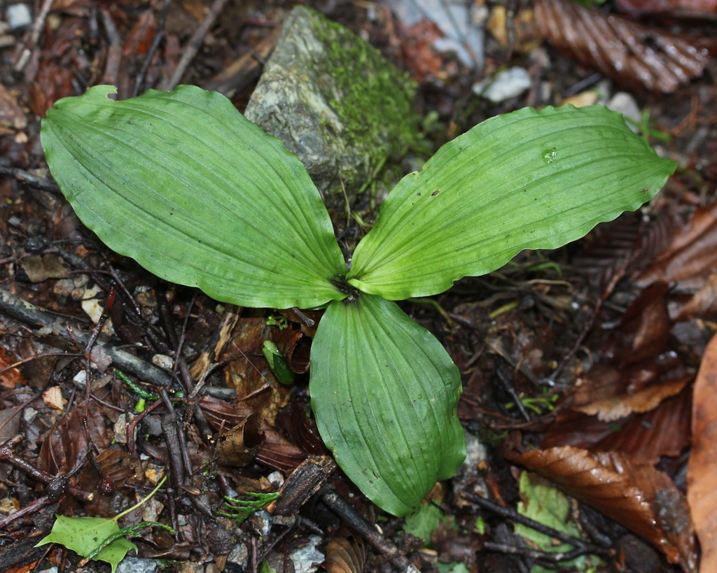 Leaves