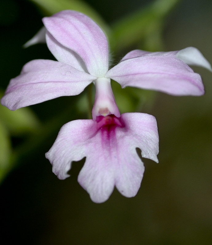Close-up of a pink orchid flower.