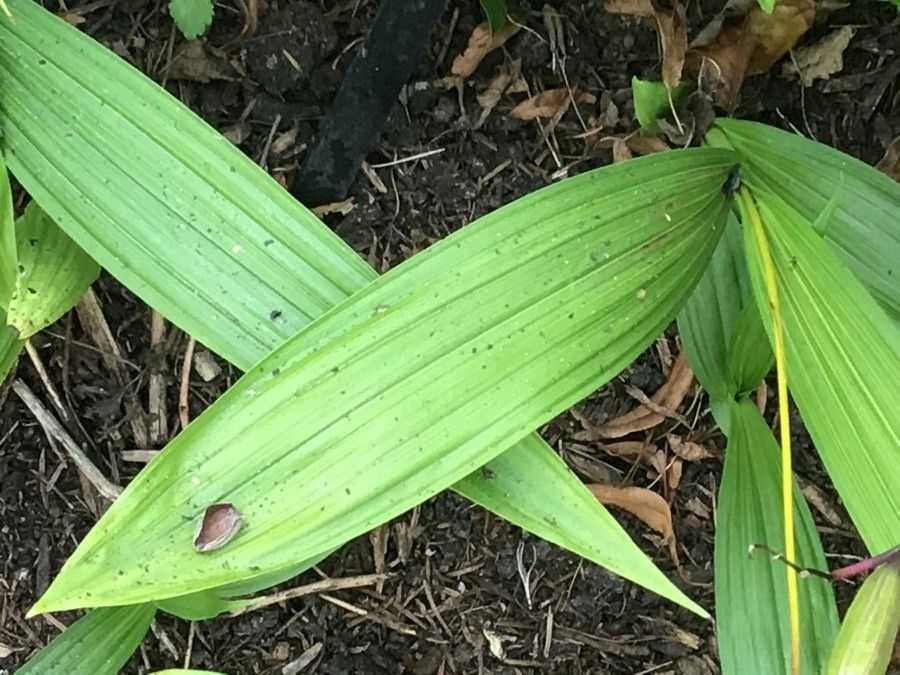 Plicate leaves