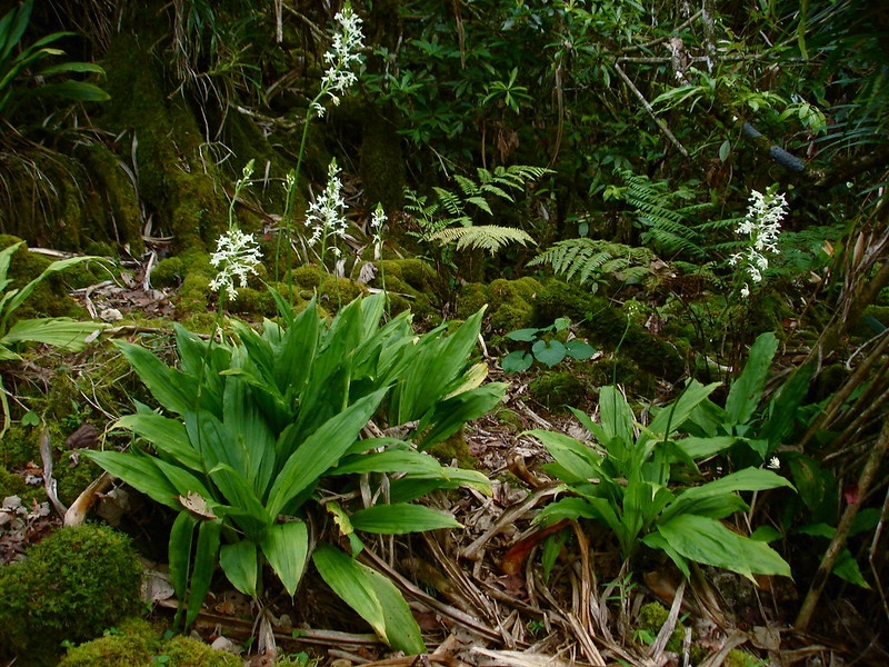 Spikes of white flowers emerging from grassy, pleated leaves.