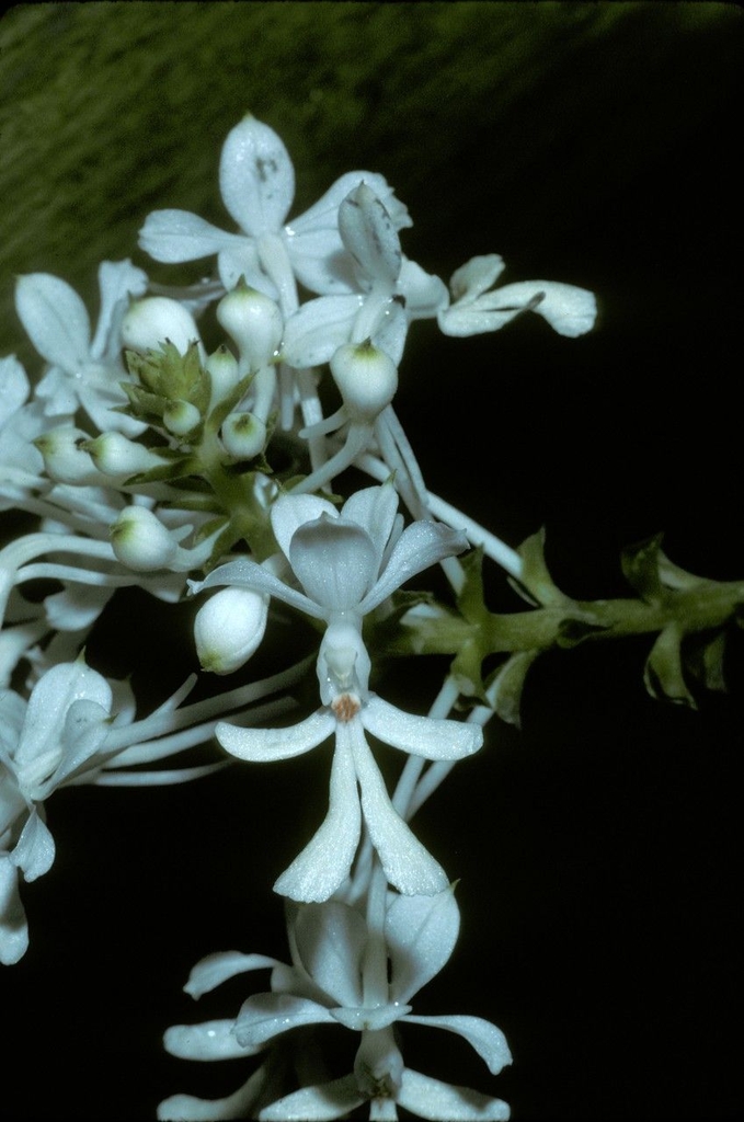spray of white orchid flowers.