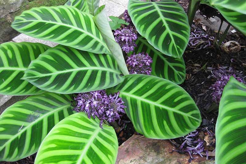 Flowering with purple flowers