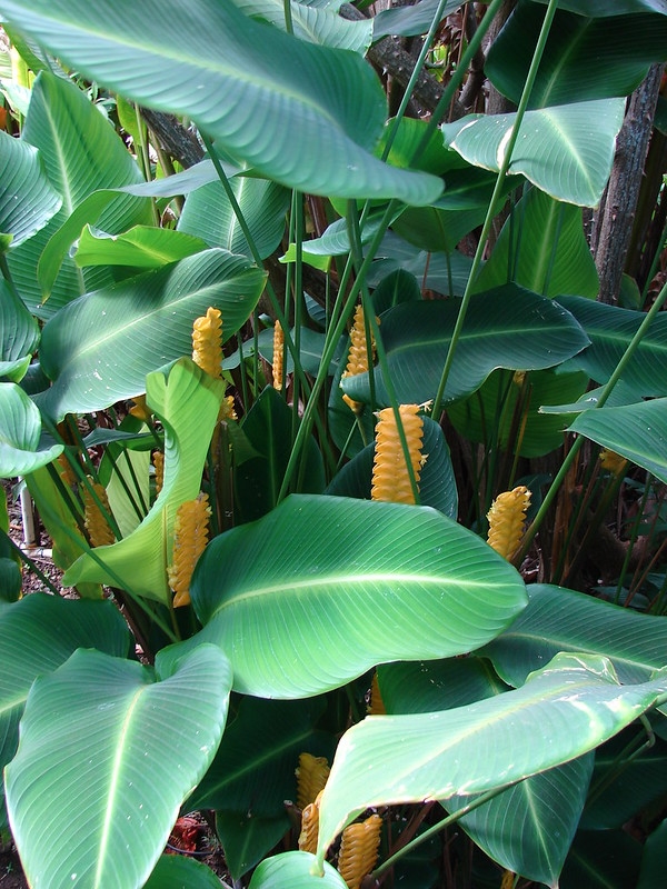 Broad thin leaves and yellow inflorescences.