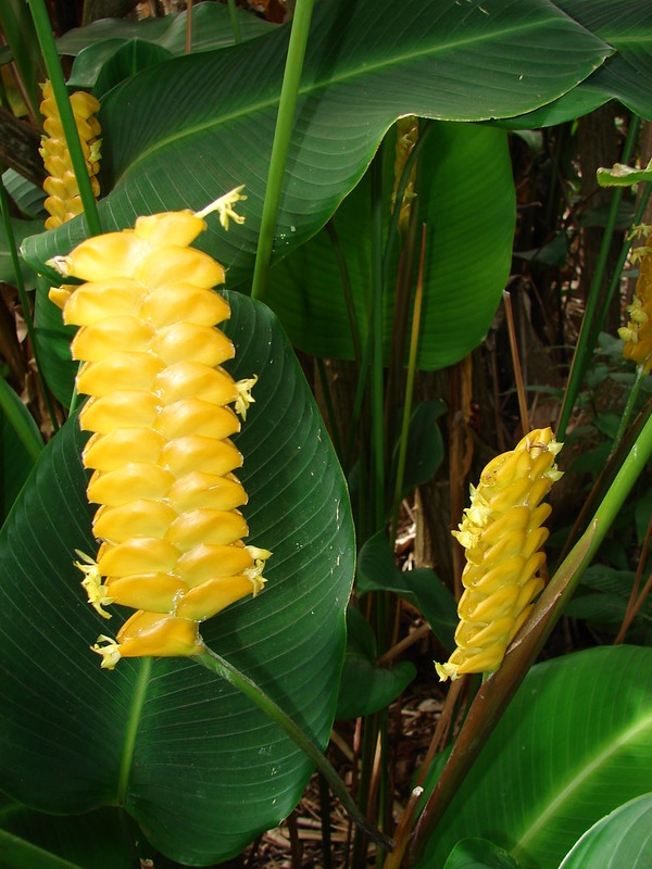 Upright flower stalk covered by yellow imbricate bracts.