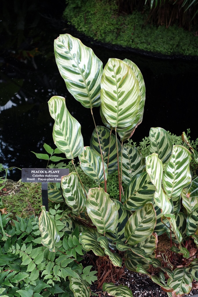 Form growing at Longwood Gardens