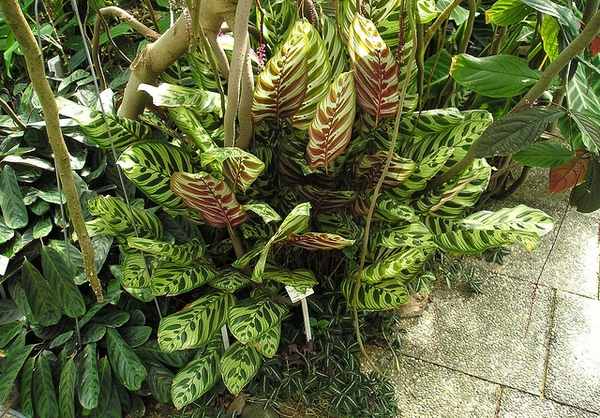 Form of plant with many variegated leaves