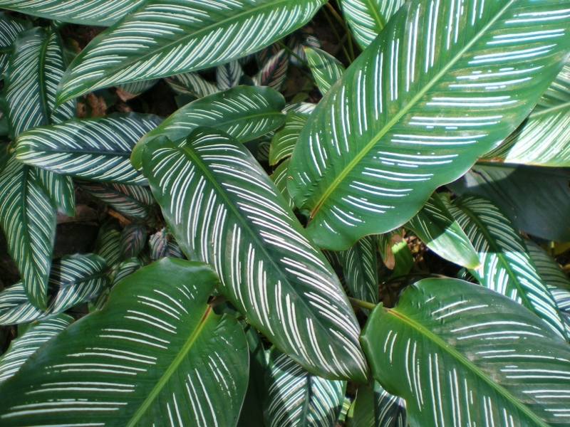 Variegated leaves