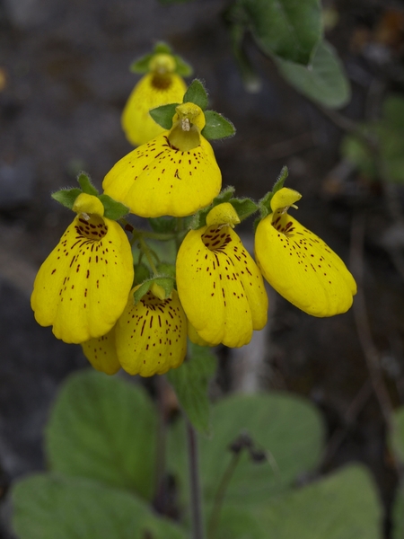 Calceolaria crenatiflora