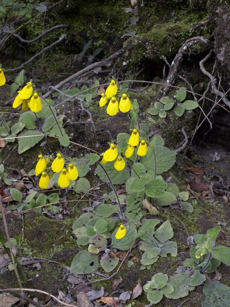 Calceolaria crenatiflora