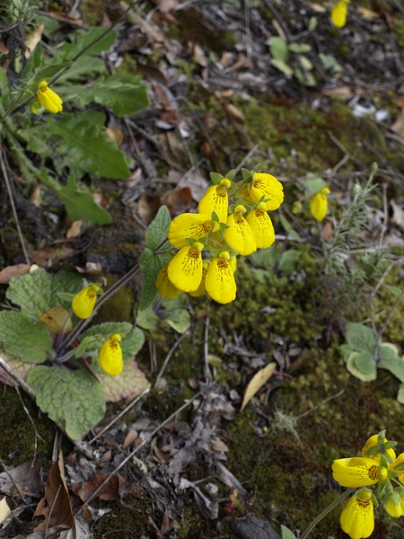 Calceolaria crenatiflora