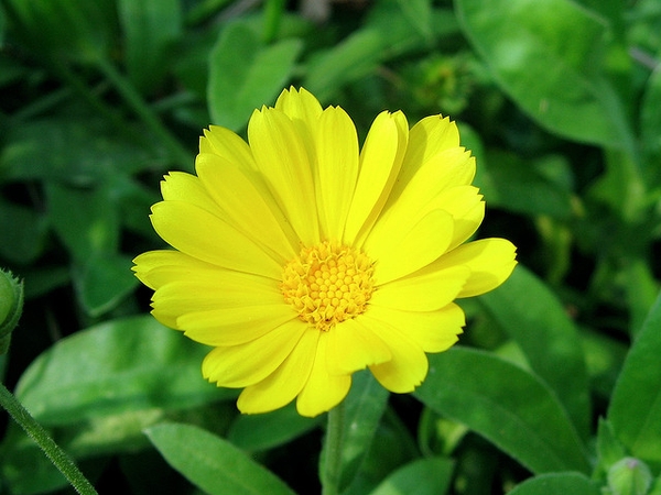 Calendula officinalis