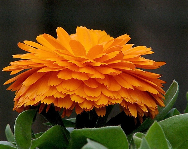 Calendula officinalis