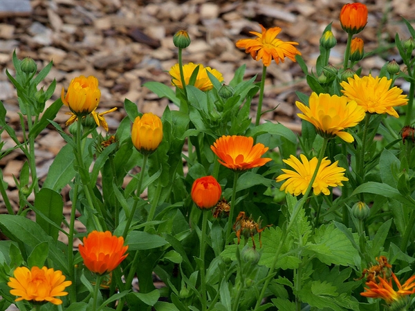 Calendula officinalis