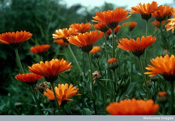Calendula officinalis
