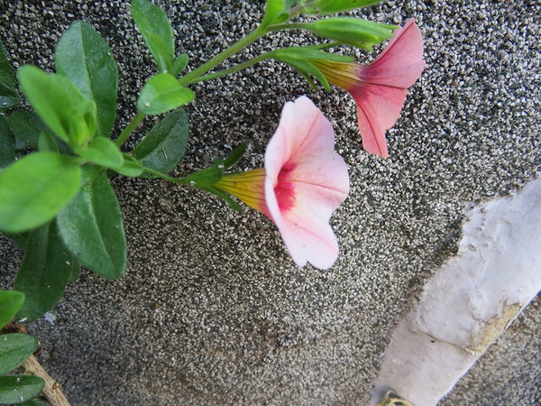 Calibrachoa sp.