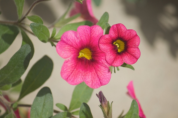 Calibrachoa sp.