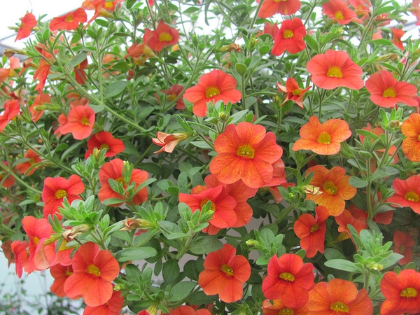 Calibrachoa sp.