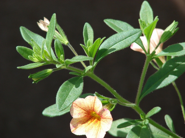 Calibrachoa sp.