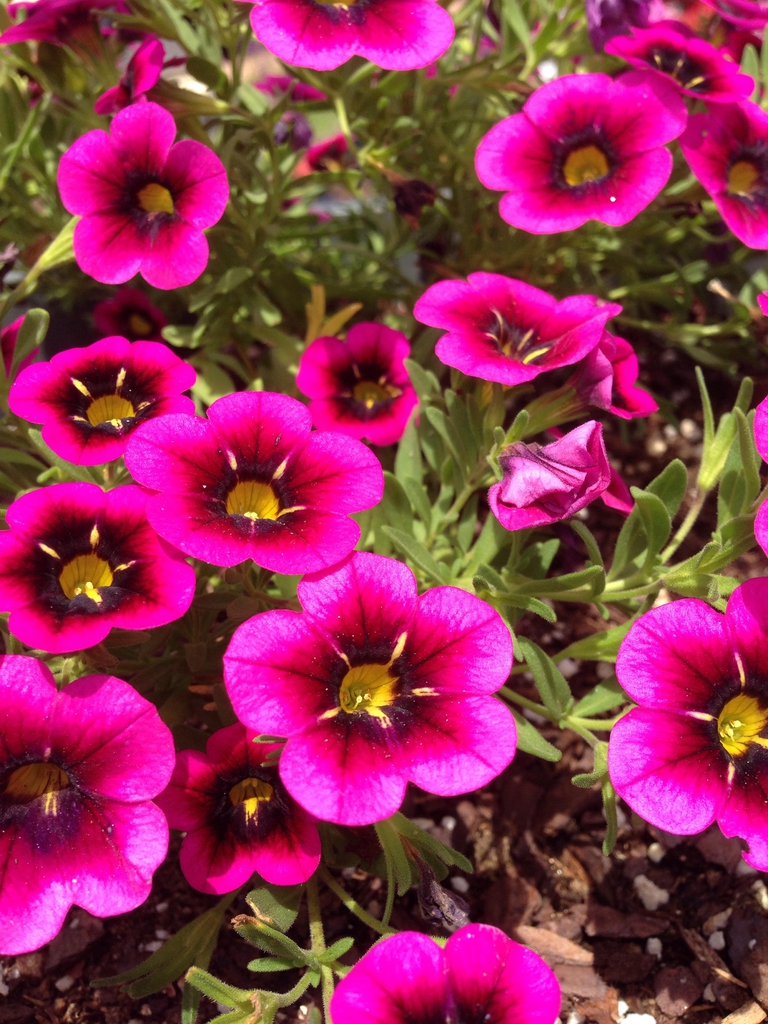 Calibrachoa ‘Cabaret Goodnight Kiss