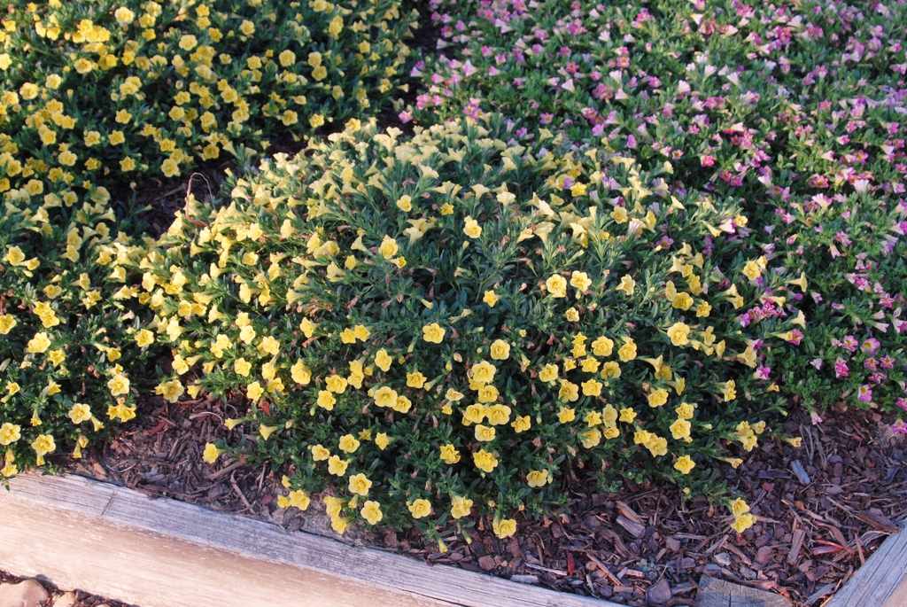 Calibrachoa x hybrida