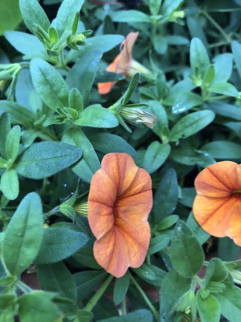 Calibrachoa x hybrida