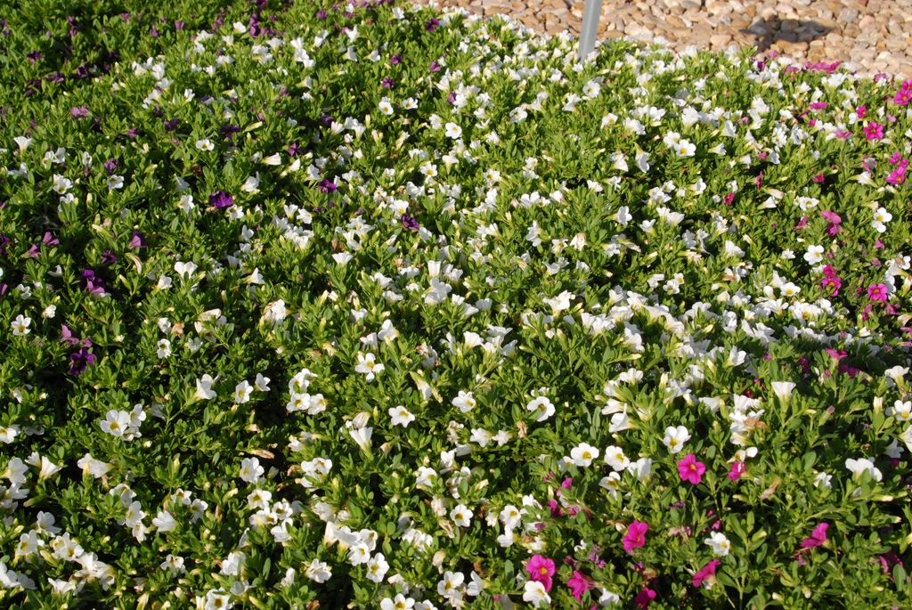 Calibrahoa x Hybrida