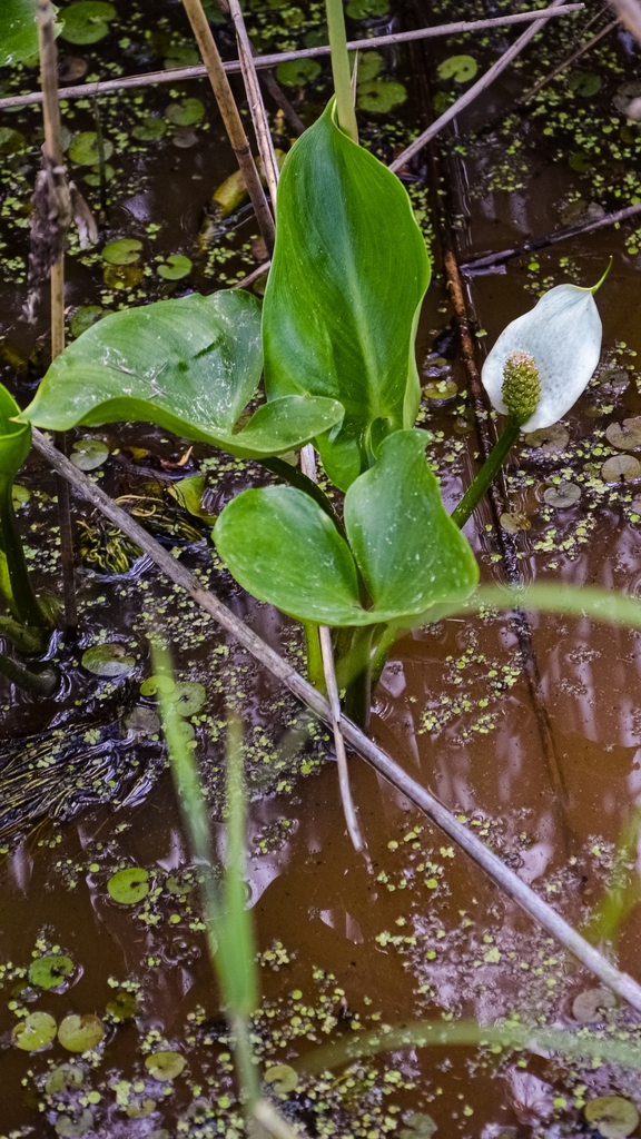 Form