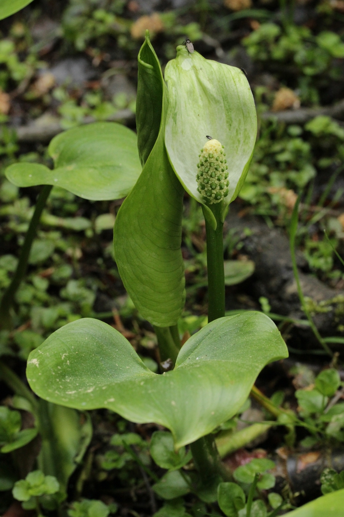 Form