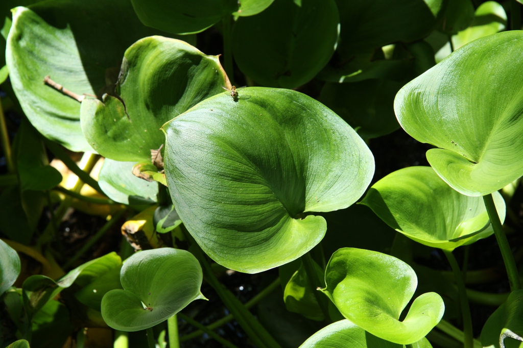 Calla palustris
