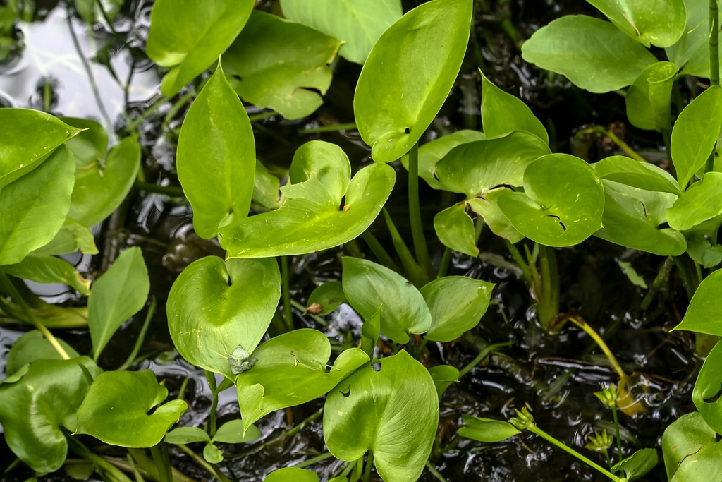 Leaves