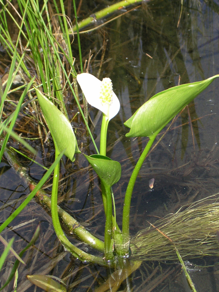 Calla palustris