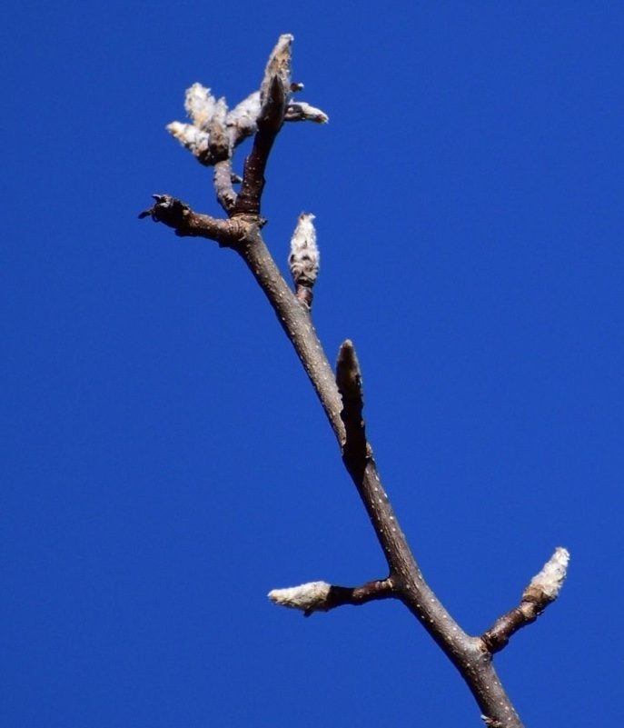 egg shaped buds fluffy in December