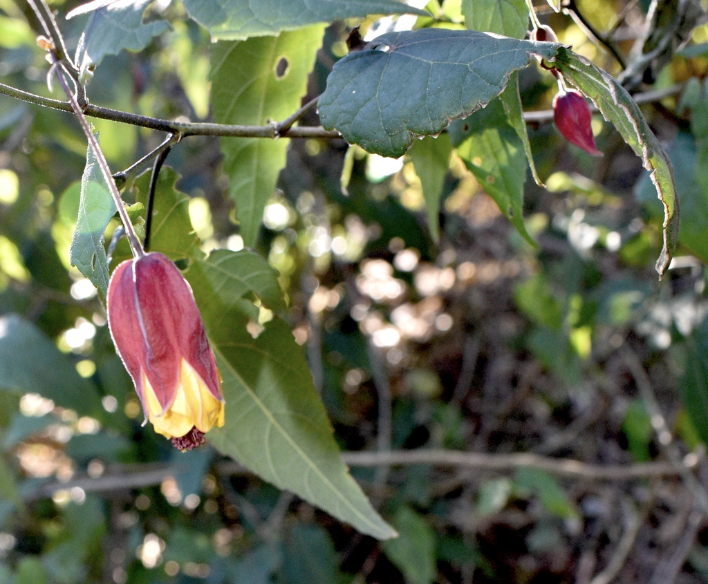 red and yellow bell shaped flowers and maple type leaves
