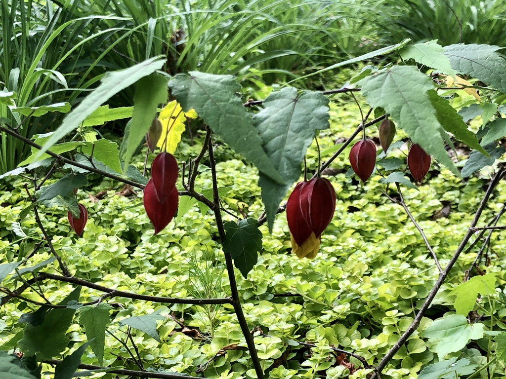 Maple like leaves - two toned flowers with red sepals and yellow